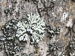 Heterodermia albicans