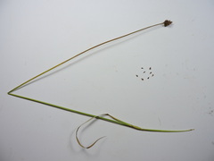Carex pachystachya
