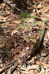 Lobelia dentata