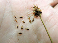 Carex pachystachya