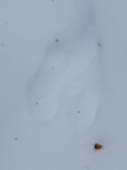 Lepus americanus