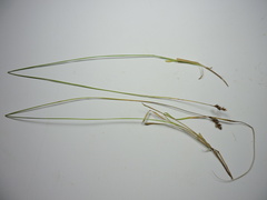 Carex pachystachya