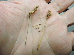 Carex pachystachya