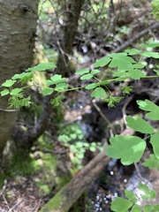 Thalictrum sparsiflorum