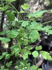 Thalictrum sparsiflorum