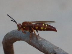 Sphecius