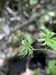Thalictrum sparsiflorum