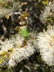 Ocirrhoe unimaculata