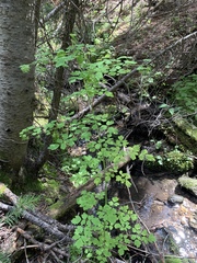 Thalictrum sparsiflorum
