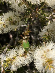 Ocirrhoe unimaculata