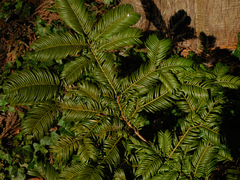 Cephalotaxus