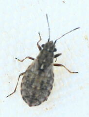 Nithecus jacobaeae
