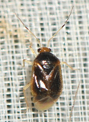 Monalocoris filicis