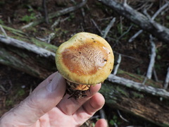 Cortinarius glaucopus