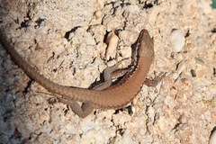 Phoenicolacerta laevis