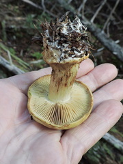 Cortinarius glaucopus