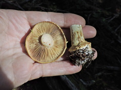 Cortinarius glaucopus