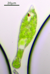 Euglena