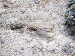 Gnatholepis thompsoni