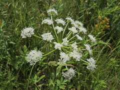 Cicuta douglasii