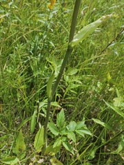 Cicuta douglasii