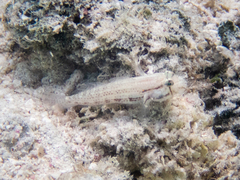 Gnatholepis thompsoni