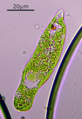 Euglena