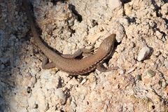 Phoenicolacerta laevis