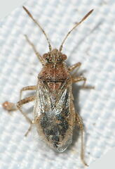 Rhopalus