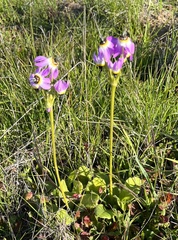 Primula clevelandii