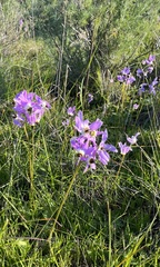 Primula clevelandii
