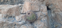 Mammillaria polythele