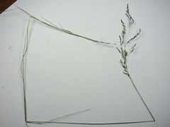 Poa palustris