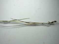 Poa palustris