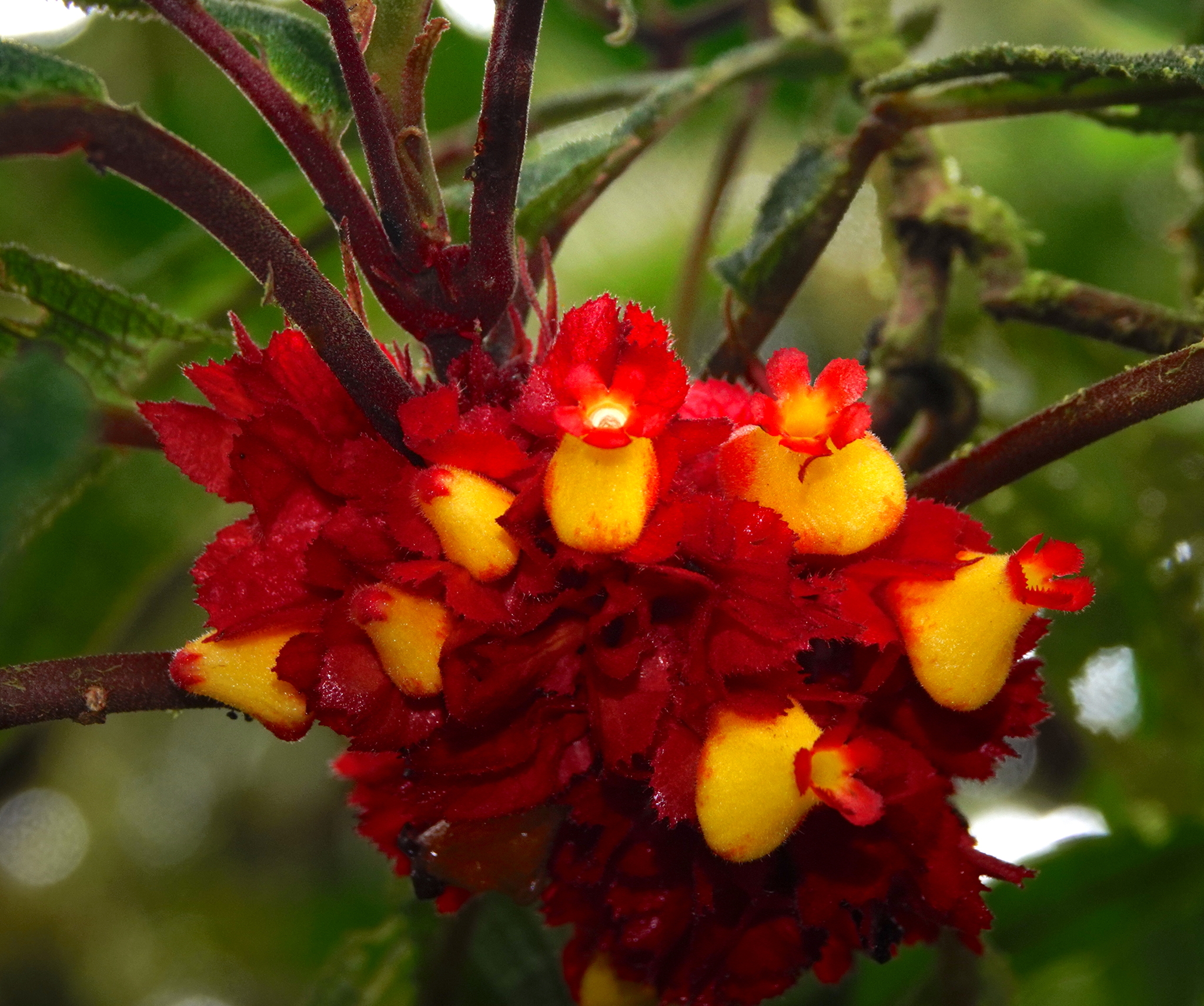 Drymonia teuscheri