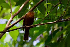 Rhytipterna holerythra