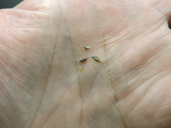 Poa palustris