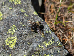 Sericomyia harveyi