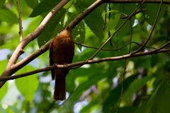 Rhytipterna holerythra