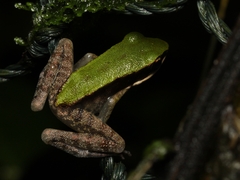 Odorrana hosii