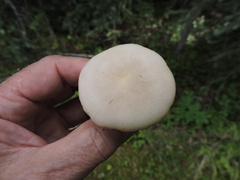 Russula raoultii