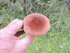 Suillus ampliporus