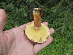 Suillus ampliporus