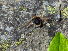 Sericomyia harveyi