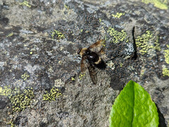 Sericomyia harveyi