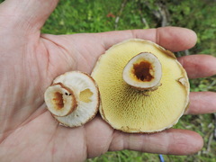 Suillus ampliporus