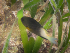 Stegastes partitus