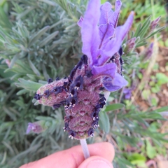 Lavandula stoechas