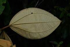 Miconia holosericea