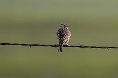 Passerculus sandwichensis